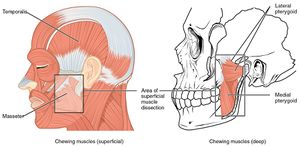 https://commons.wikimedia.org/wiki/File:1108_Muscle_that_Move_the_Lower_Jaw.jpg