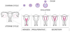 Phases of menstruation.png