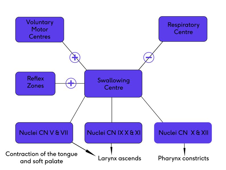File:Swallowing flow diagram.jpg
