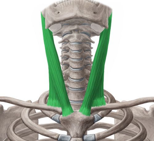 Sternocleidomastoid muscle (highlighted in green) - anterior view