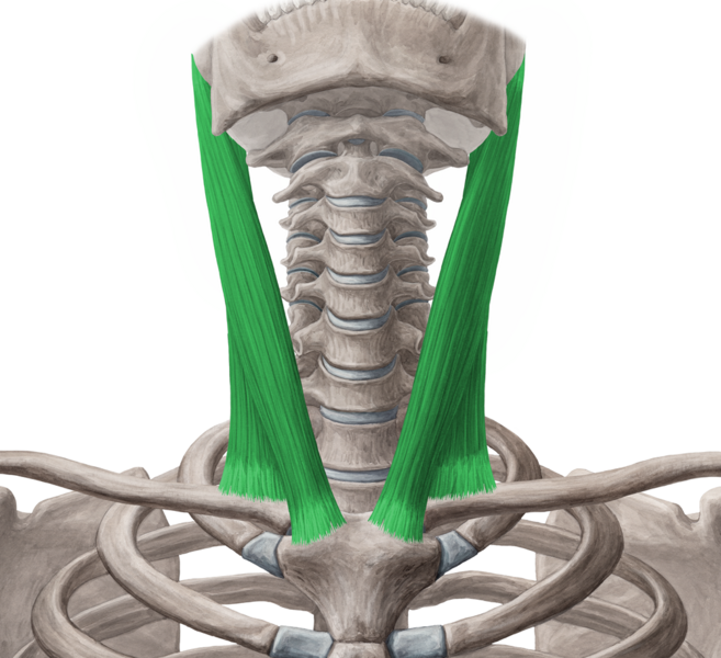 File:Sternocleidomastoid muscle anterior view - Kenhub.png
