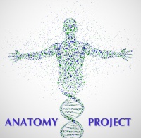 Anatomy-project.jpg