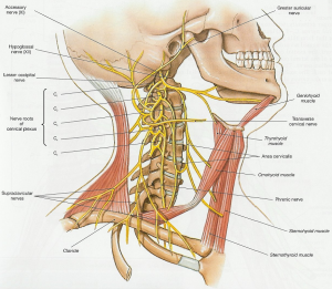 Cervical plexus anatomy.png