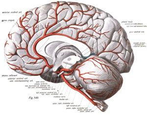 Anterior Cerebral Artery - Physiopedia