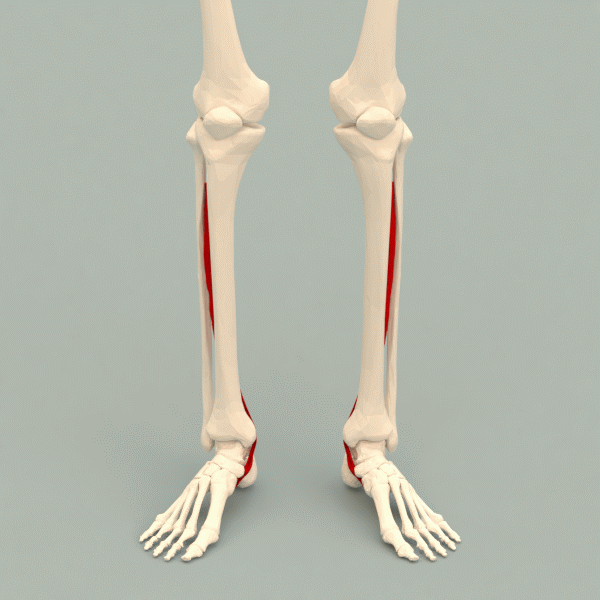 File:Tibialis posterior muscle - animation.gif