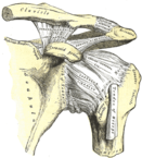 acriomioclavicular joint