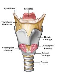Larynx.jpg
