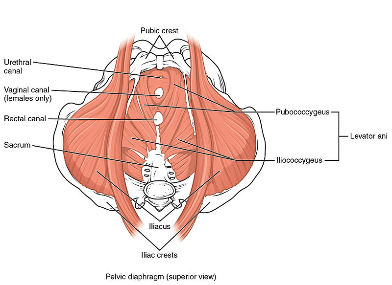 Pelvic Floor Muscle Function And Strength Physiopedia