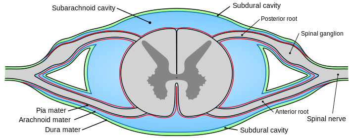 File:Cross section spinal cord.png