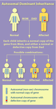File:Genetic Inheritance.jpg