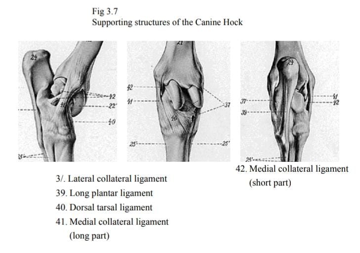 File:Supporting structures of canine hock.jpeg