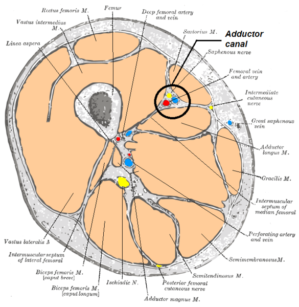 File:Adductor Canal-boundaries.png