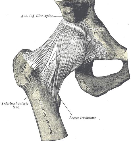 File:Anatomy human hip.jpg