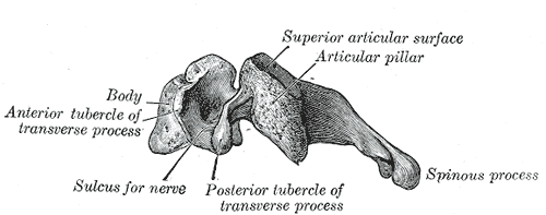 File:Cervical Vertebra side view.png