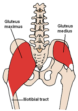 Gluteus medius muscle diagram