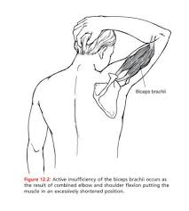 Active insufficiency of biceps brachii.jpg