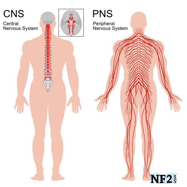 File:PNS and CNS .png
