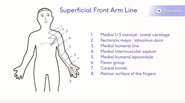 File:Superficial Front Arm Line.jpg