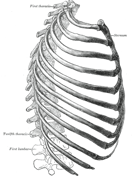 File:Thorax- Lateral view.gif