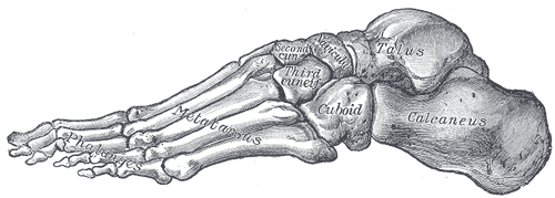 File:Lateral Arch of the foot.png