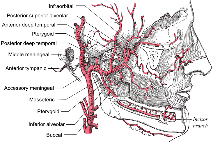 File:Maxillary artery branches.png