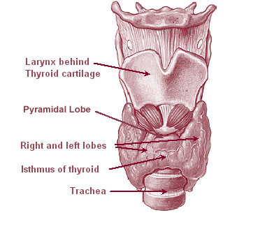File:Thyroid image.jpg