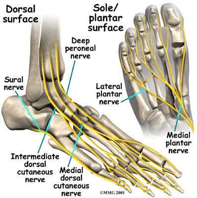 File:Anatomy ankle and foot 5.jpg