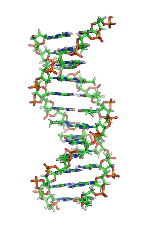 File:DNA orbit animated.gif