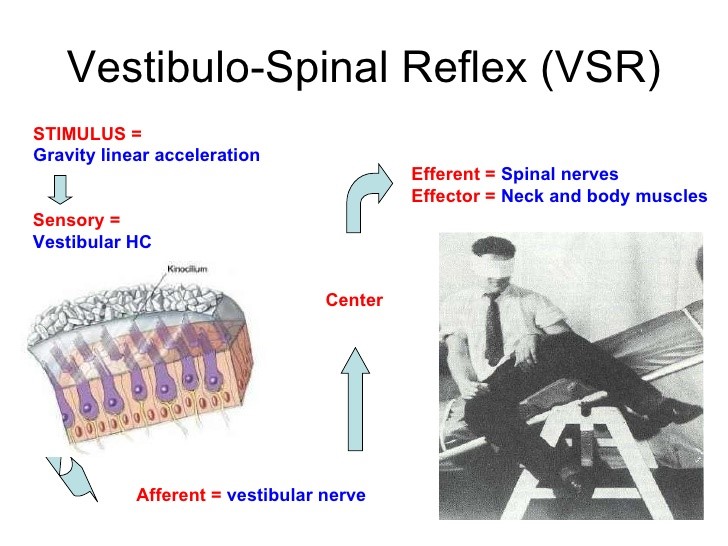 File:Vestibulo-spinal reflex.jpg