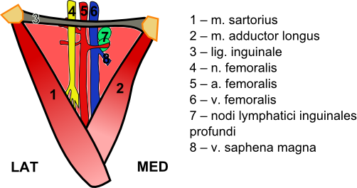 File:Femoral triangle2.png