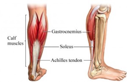 File:Anatomy of the calf muscles.jpg