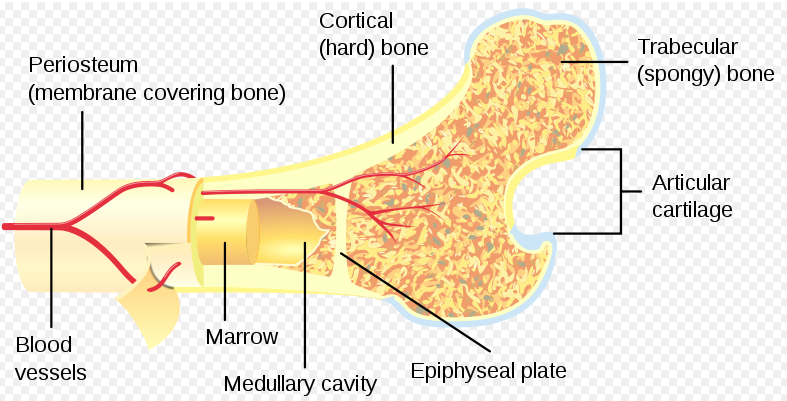 File:Bone marrow image.png