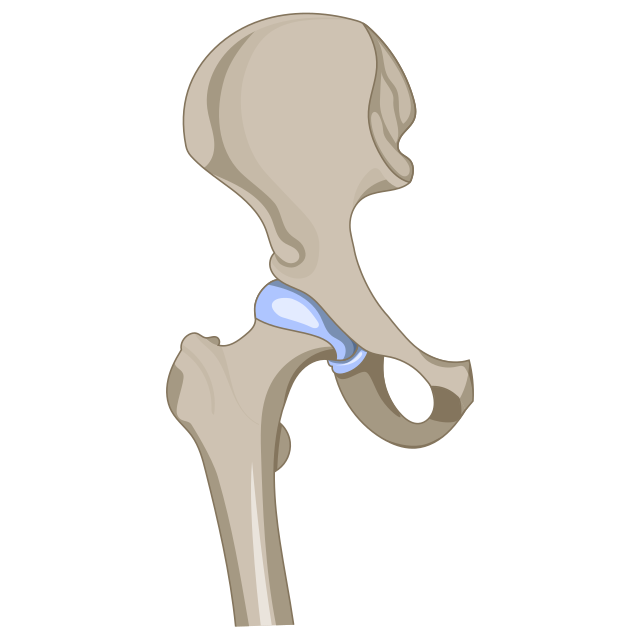 HipJoint- Anterior view.png