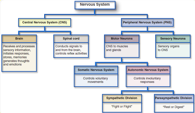 Nervous System Overview - Riset