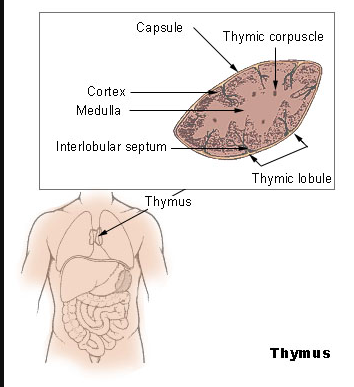 Thymus.png