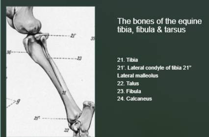 File:Tibia, fibula and tarsus.jpg