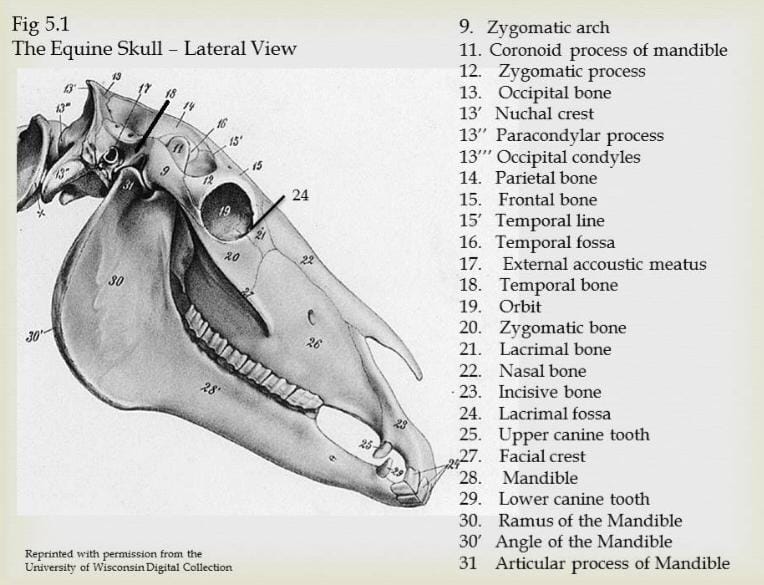 File:Equine skull lateral view.jpeg