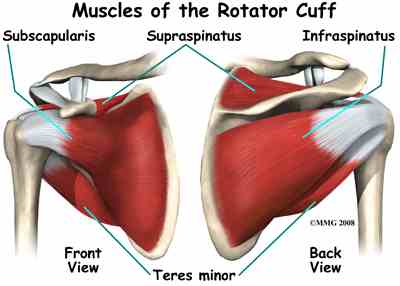 File:Muscles Rotator Cuff.jpg