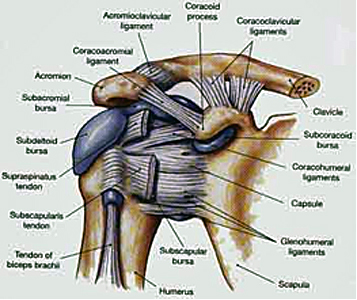 bursita subscapulara apariția bruscă a durerii de spate