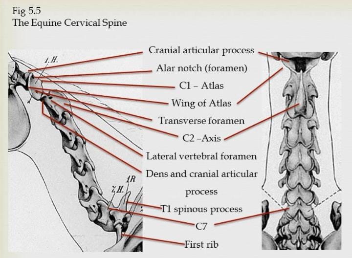 File:Equine cervical spine.jpeg