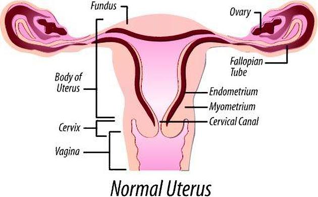 File:Uterus.jpeg