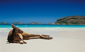File:Australia-Kangaroo.jpg