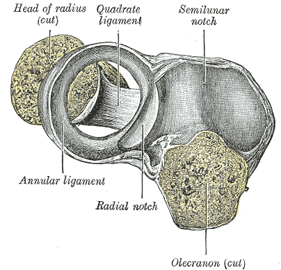 File:Annular ligament.png