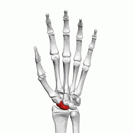 File:Scaphoid bone (left hand) - animation.gif