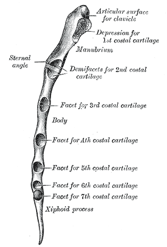 File:Sternum-articulations.png