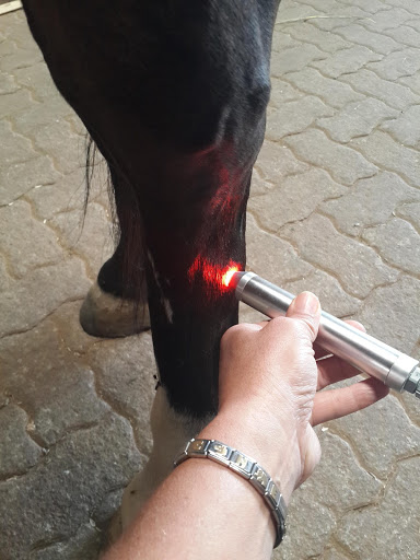 File:HORSE LIGHT THERAPY.jpg