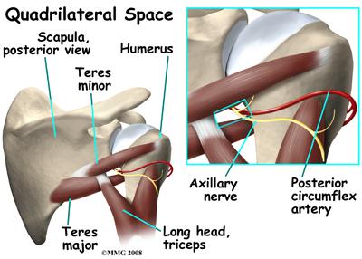 Lateral triangular space  Radiology Reference Article