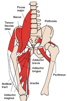 File:Anterior Hip Muscles.png