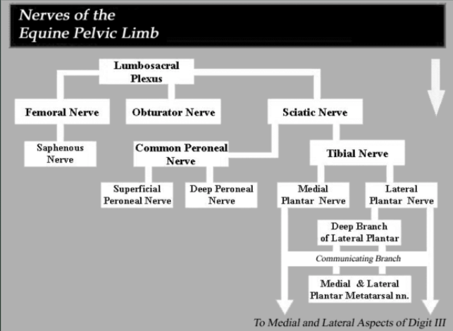 File:Nerves of the equine limb.png