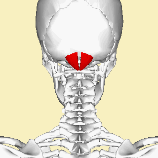 File:Rectus capitis posterior minor muscle animation small.gif
